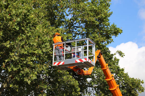 Best Tree Health Inspection  in Downers Grove, IL